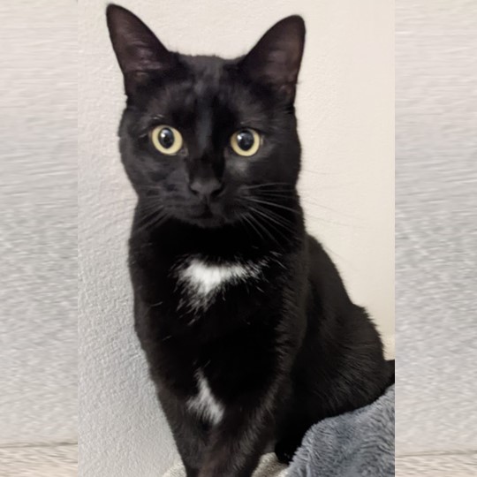 Binky cat lost 18 Oct